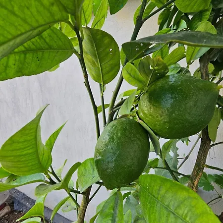 Vandrerhjem Lemon House