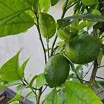 Hostel Lemon House